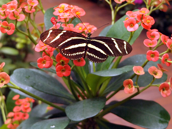 Key-West-Butterfly-and-Nature-Conservatory12