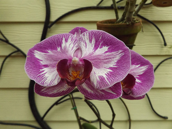 Key-West-Butterfly-and-Nature-Conservatory14