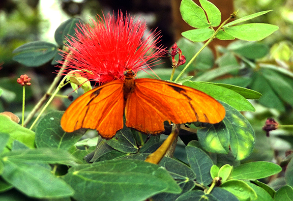 Key-West-Butterfly-and-Nature-Conservatory2
