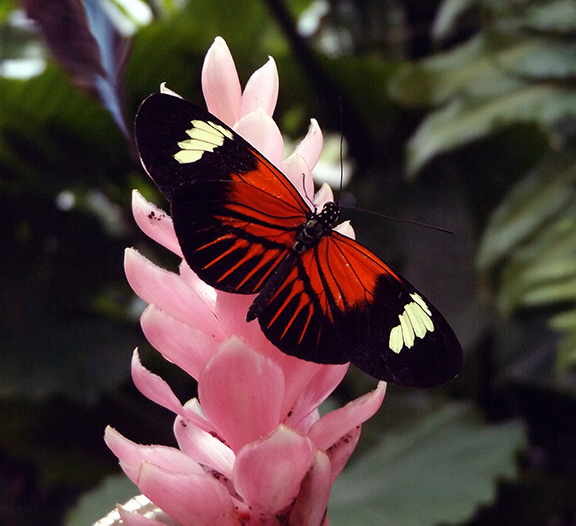 Key-West-Butterfly-and-Nature-Conservatory3