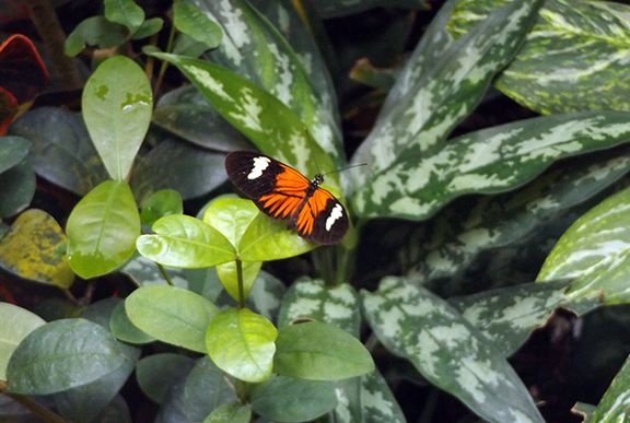 Key-West-Butterfly-and-Nature-Conservatory4