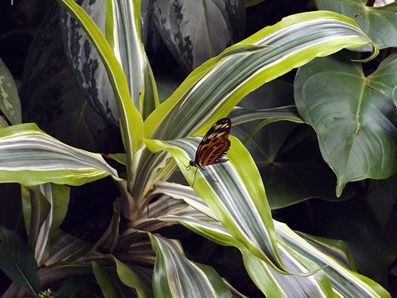 Key-West-Butterfly-and-Nature-Conservatory5