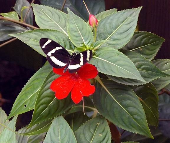 Key-West-Butterfly-and-Nature-Conservatory7