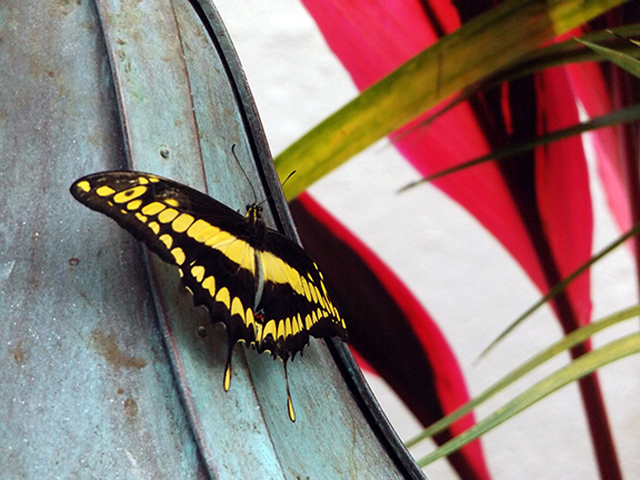 Key-West-Butterfly-and-Nature-Conservatory8