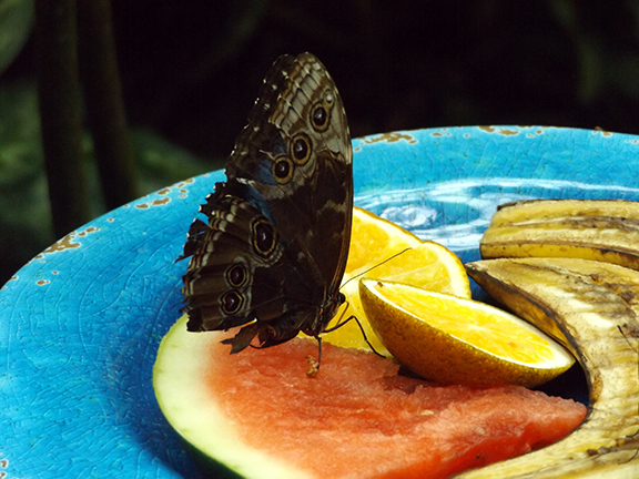 Key-West-Butterfly-and-Nature-Conservatory9