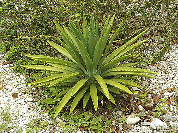 Key-West-Tropical-Forest-and-Botanical-Garden12