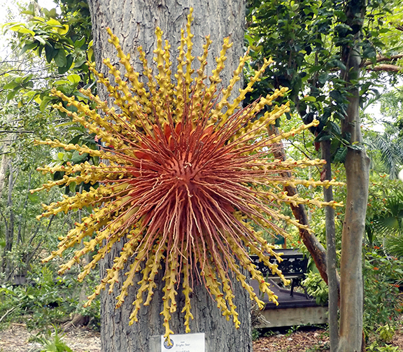 Key-West-Tropical-Forest-and-Botanical-Garden4