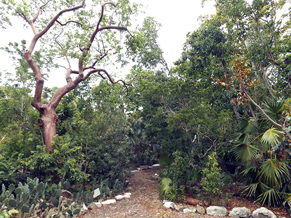 Key-West-Tropical-Forest-and-Botanical-Garden8