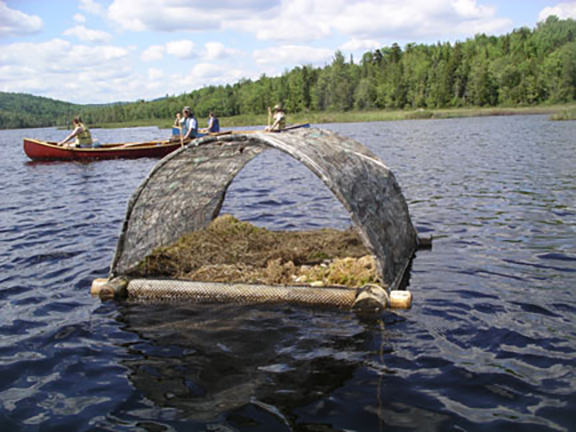 loon-nest-Umbagog-Lake