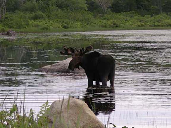 moose-watching-Millinocket-Maine2.