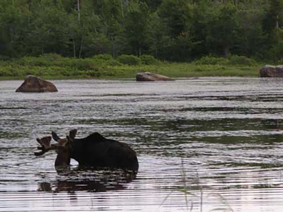moose-watching-Millinocket-Maine3.