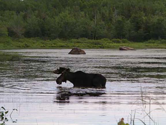 moose-watching-Millinocket-Maine4.