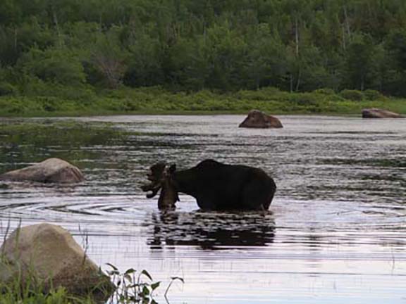 moose-watching-Millinocket-Maine5