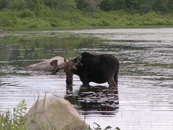 moose-watching-Millinocket-Maine7