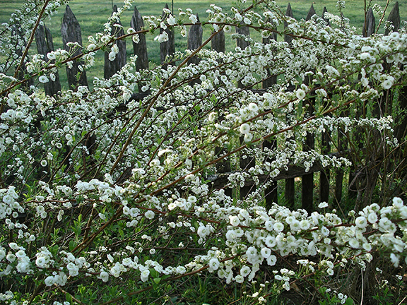 Mountain-Farm-Museum12