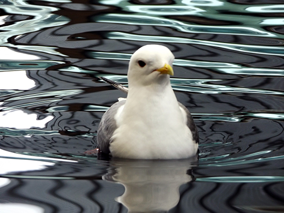 Alaska-SeaLife-Center-red-legged-kittiwake