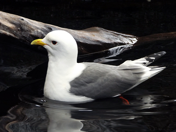 Alaska-SeaLife-Center-red-legged-kittiwake2