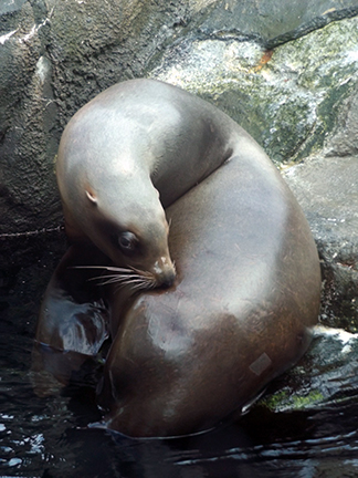 Alaska-SeaLife-Center-ringed-seal