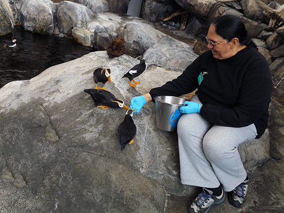 Alaska-SeaLife-Center-Seward-feeding-the-puffins