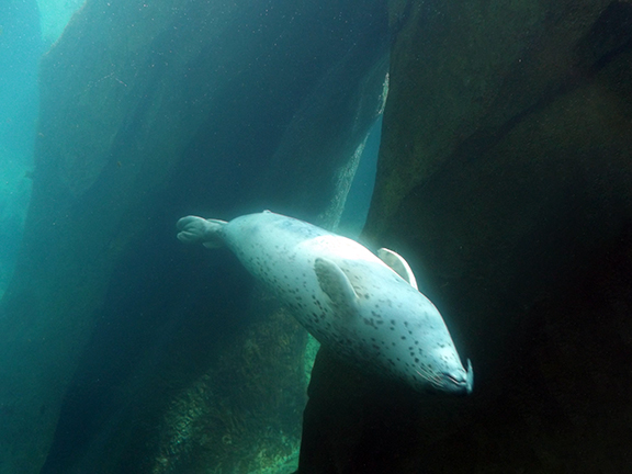 Alaska-SeaLife-Center-spotted-seal