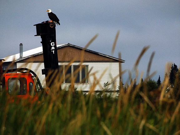bald-eagle-flight-from-Regal-Air-Anchorage-to-Katmai-National-Park-and-Preserve