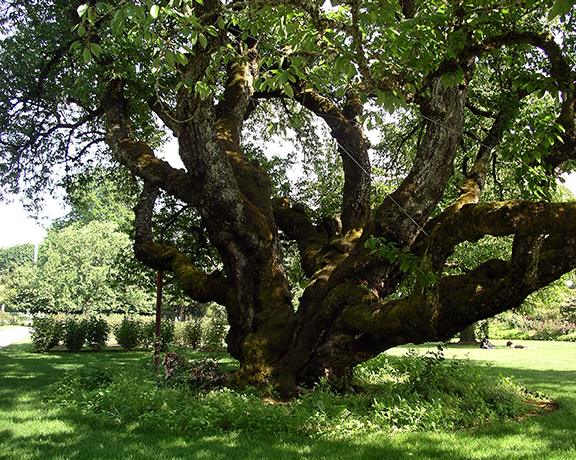 Black-Tartarian-Cherry-Tree-Owen-Rose-Garden-Eugene-Oregon
