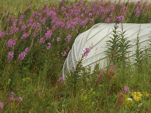 boat-and-wildflowers-flight-from-Regal-Air-Anchorage-to-Katmai-National-Park-and-Preserve