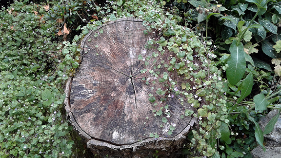 Crystal-Springs-Rhododendron-Garden-Portland10