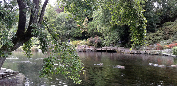 Crystal-Springs-Rhododendron-Garden-Portland12