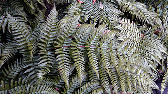 Crystal-Springs-Rhododendron-Garden-Portland13