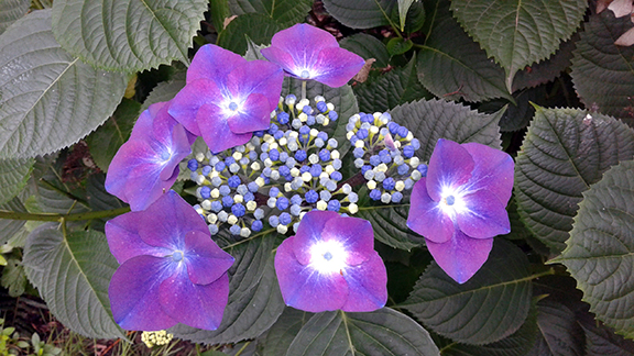 Crystal-Springs-Rhododendron-Garden-Portland14