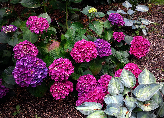 Crystal-Springs-Rhododendron-Garden-Portland15