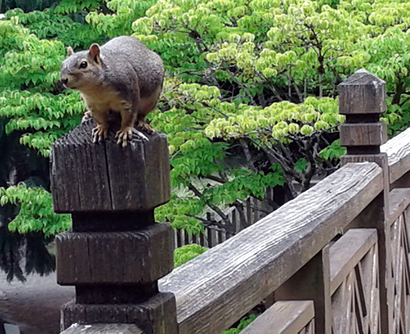 Crystal-Springs-Rhododendron-Garden-Portland2