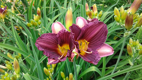 Crystal-Springs-Rhododendron-Garden-Portland23