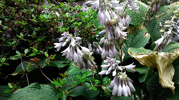 Crystal-Springs-Rhododendron-Garden-Portland3