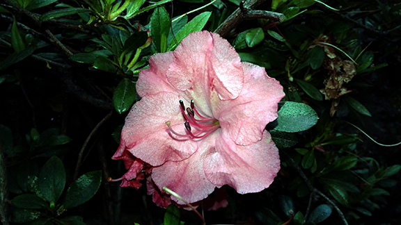Crystal-Springs-Rhododendron-Garden-Portland4