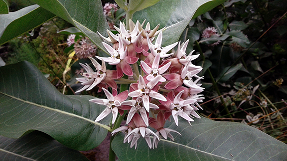 Crystal-Springs-Rhododendron-Garden-Portland6