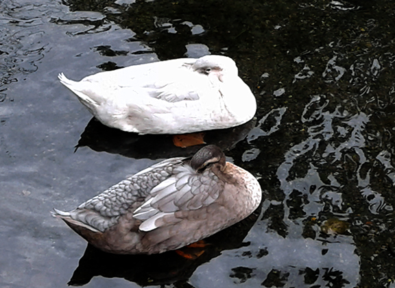 Crystal-Springs-Rhododendron-Garden-Portland8