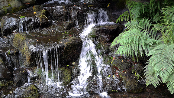 Crystal-Springs-Rhododendron-Garden-Portland9