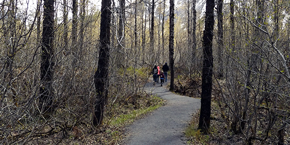 Exit-Glacier-View-Trail-near-Seward