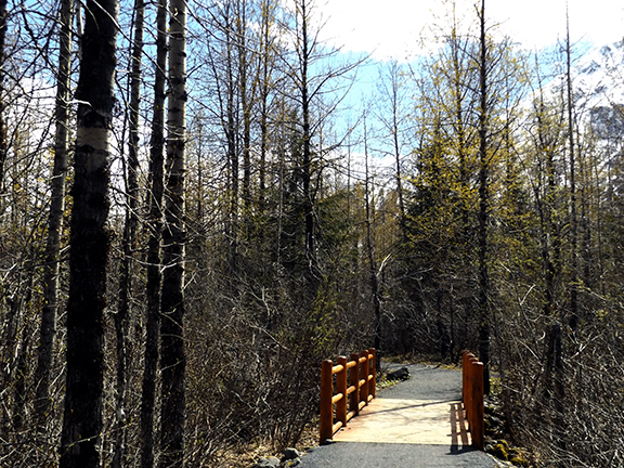 Exit-Glacier-View-Trail-near-Seward2