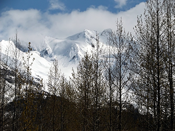 Exit-Glacier-View-Trail-near-Seward6