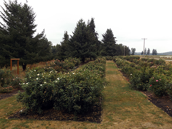 Owl Grove Roses Armchair photo tours: Heirloom Roses in Saint Paul, Oregon | Tabby Cat ...
