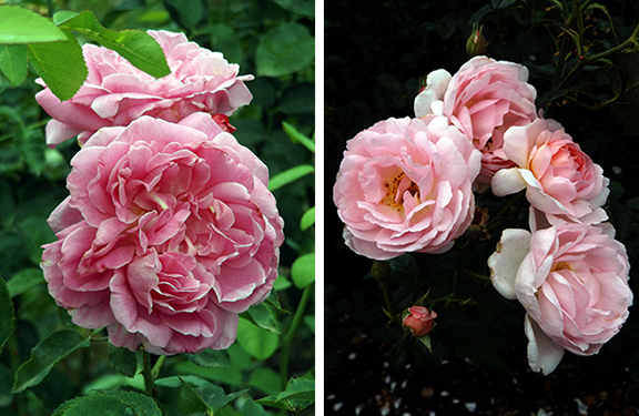 Heirloom-Roses-Saint-Paul-Oregon12