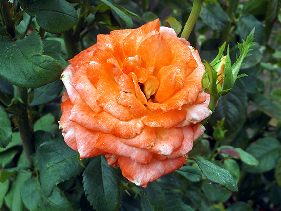 Heirloom-Roses-Saint-Paul-Oregon4