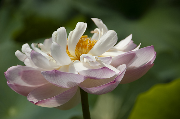 Hughes-Water-Gardens-Tualatin11