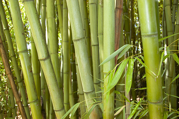 Hughes-Water-Gardens-Tualatin13