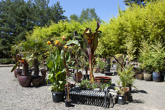 Hughes-Water-Gardens-Tualatin3