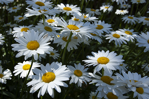 Hughes-Water-Gardens-Tualatin8