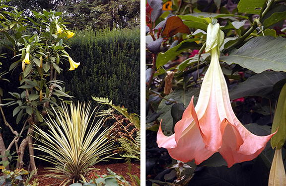 International-Rose-Test-Garden-Portland12